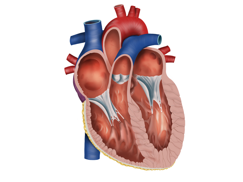 Cuore, un gene “dormiente” potrebbe aiutarne la rigenerazione dopo un infarto