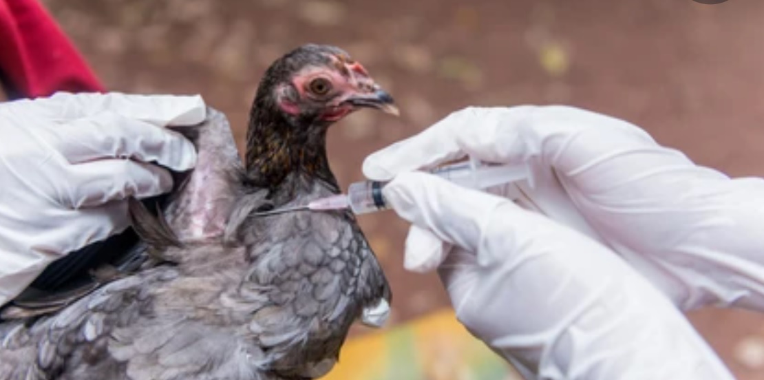 Aviaria, l’Italia cambia strategia: via libera al nuovo Piano di prevenzione