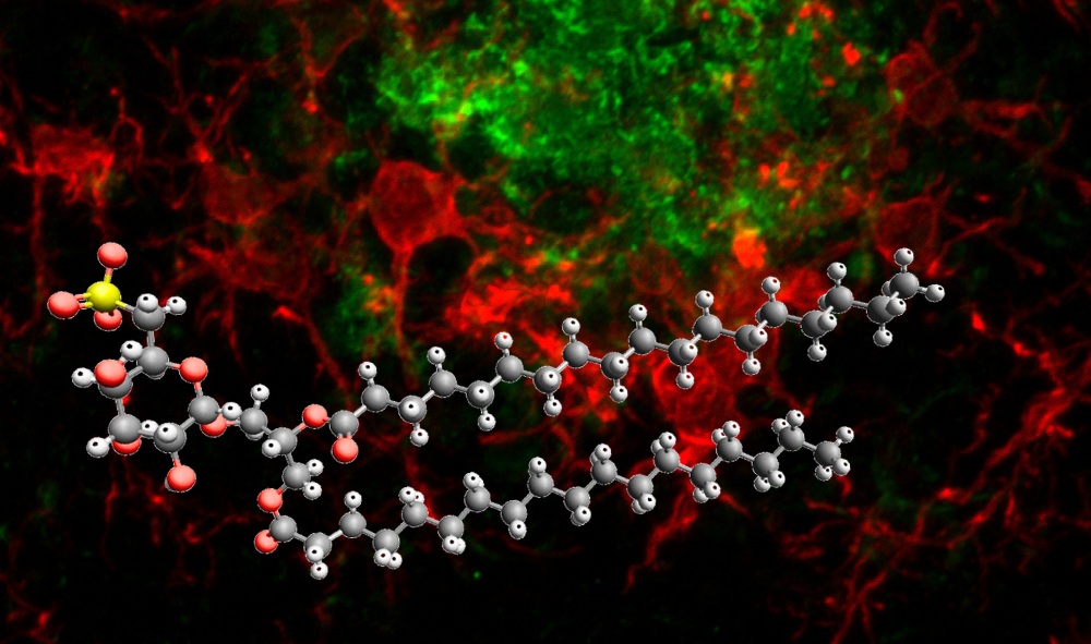 Una molecola “smart” rafforza le difese del cervello contro l’Alzheimer